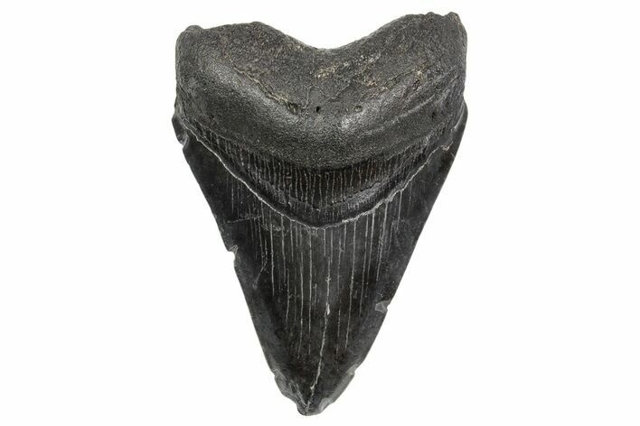 Fossil Megalodon Tooth - South Carolina #368395